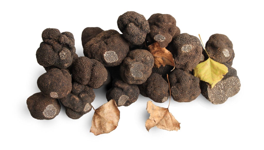 Черен зимен трюфел - TUBER MELANOSPORUM VITT
